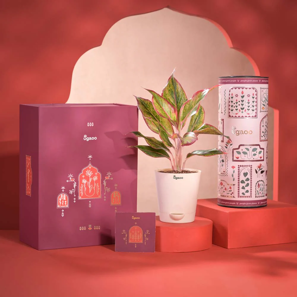 Abundance Diwali Gift Hamper - Image 9