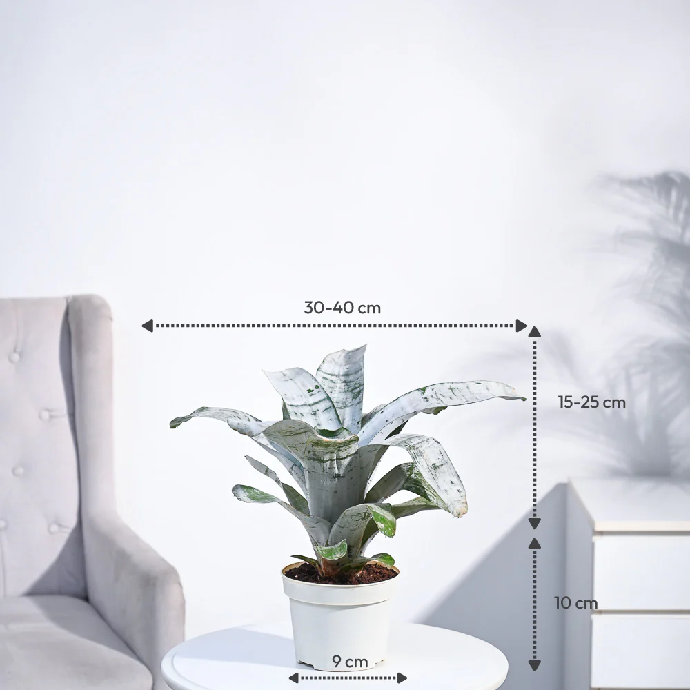 Aechmea Fasciata Plant - Image 3