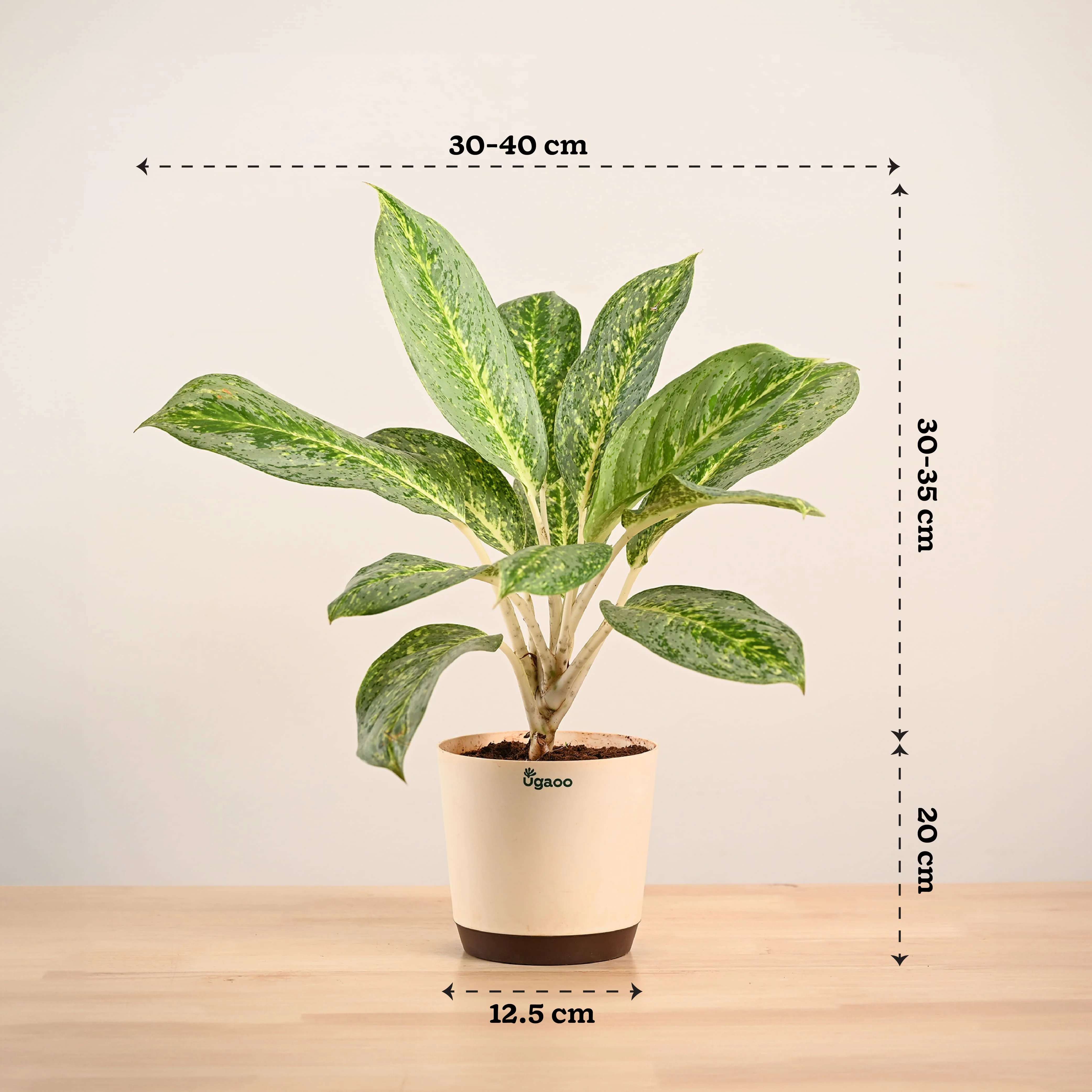 Aglaonema Butterfly Plant - Large - Image 6