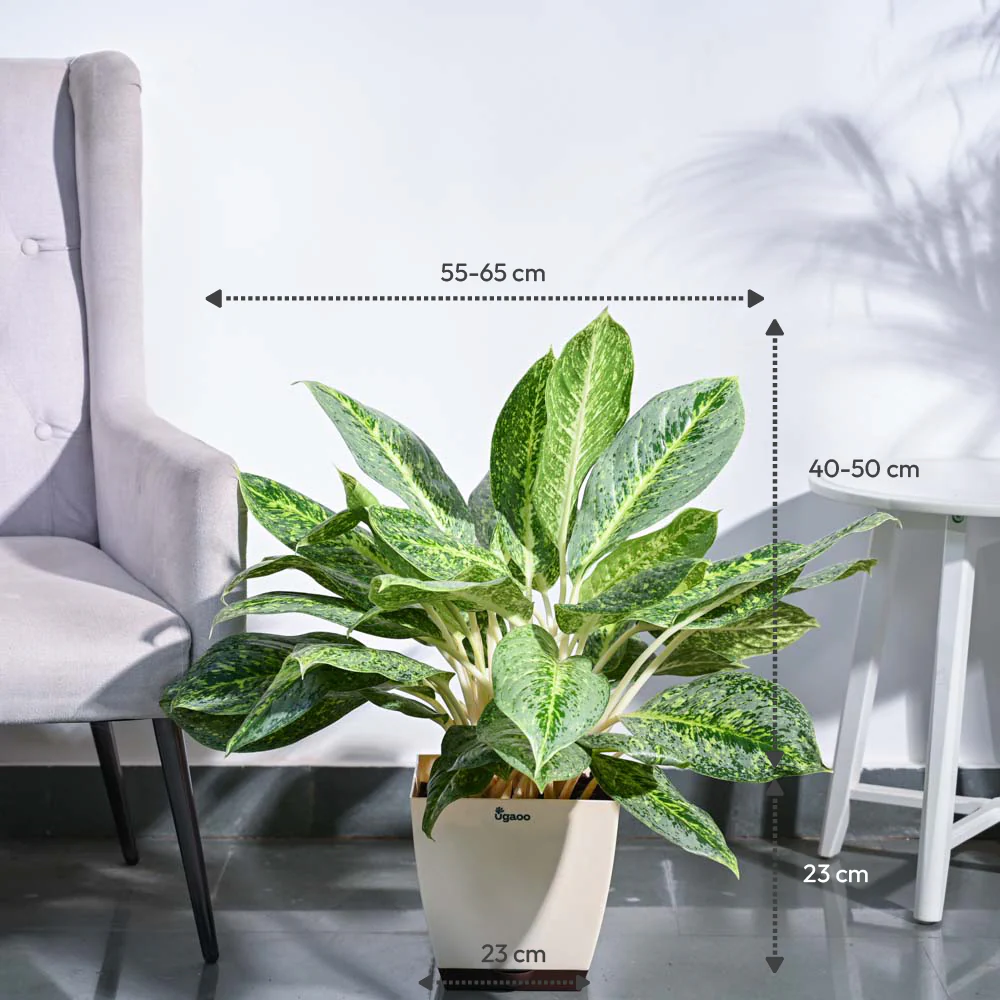 Aglaonema Butterfly Plant - XL - Image 3