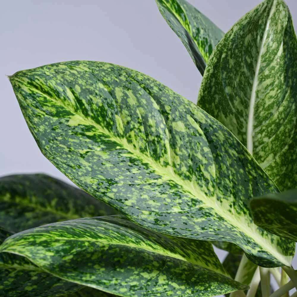 Aglaonema Butterfly Plant - XL - Image 4