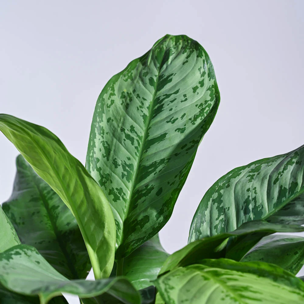 Aglaonema Dove Plant - XL - Image 3