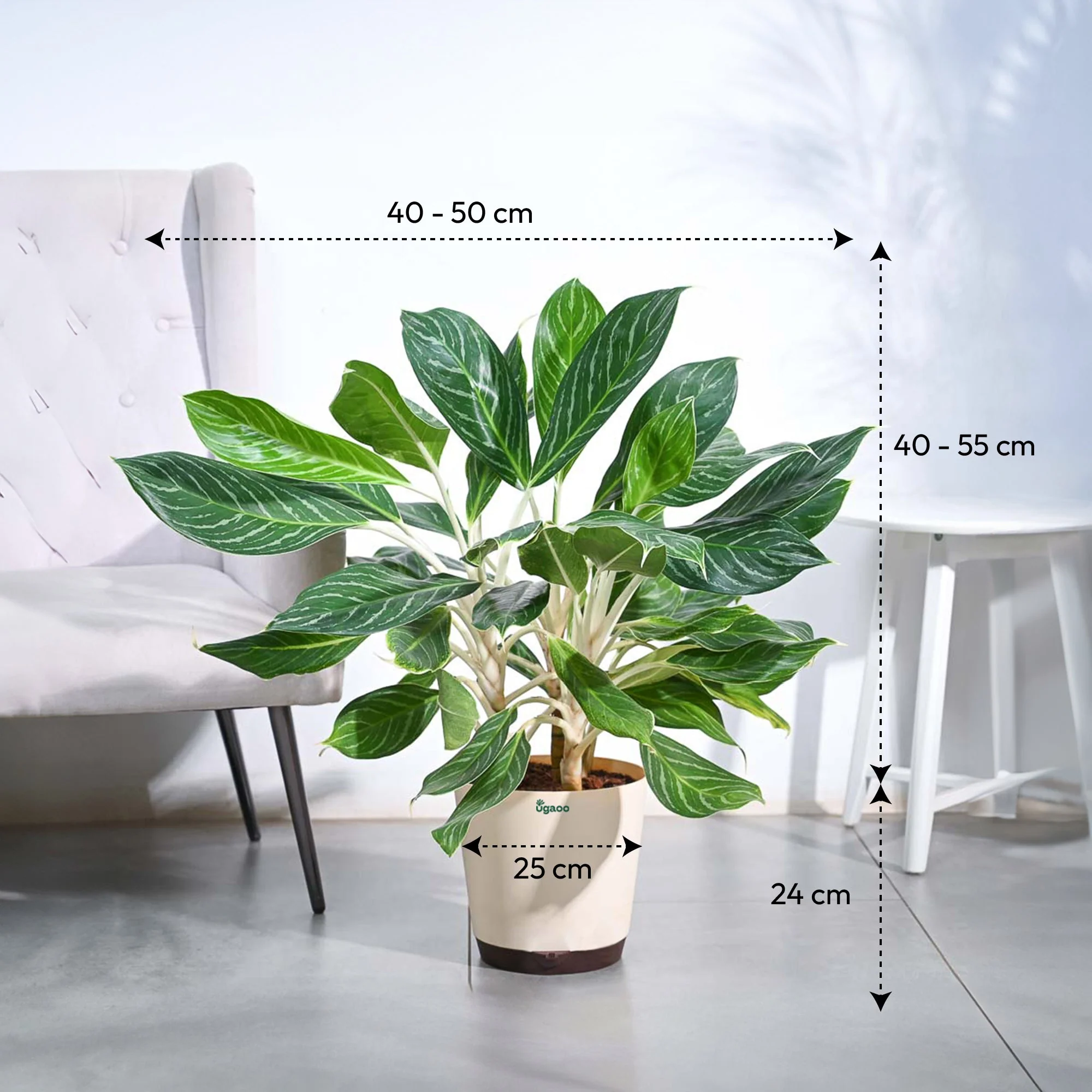 Aglaonema Dove Plant - XL - Image 6