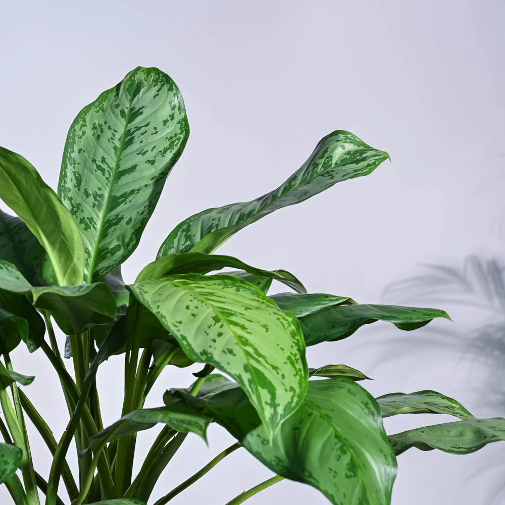 Aglaonema Dove Plant - XL - Image 7