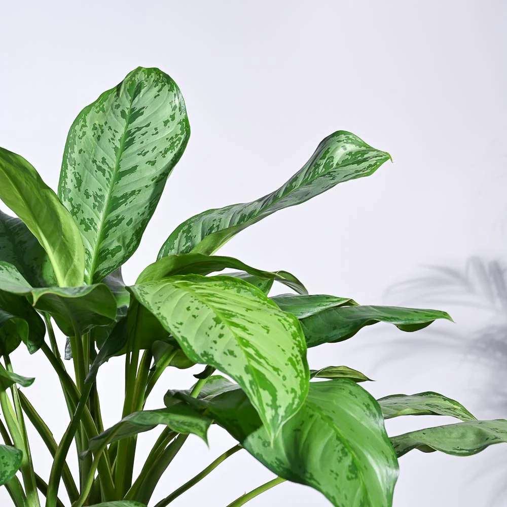 Aglaonema Dove Plant - XL - Image 8