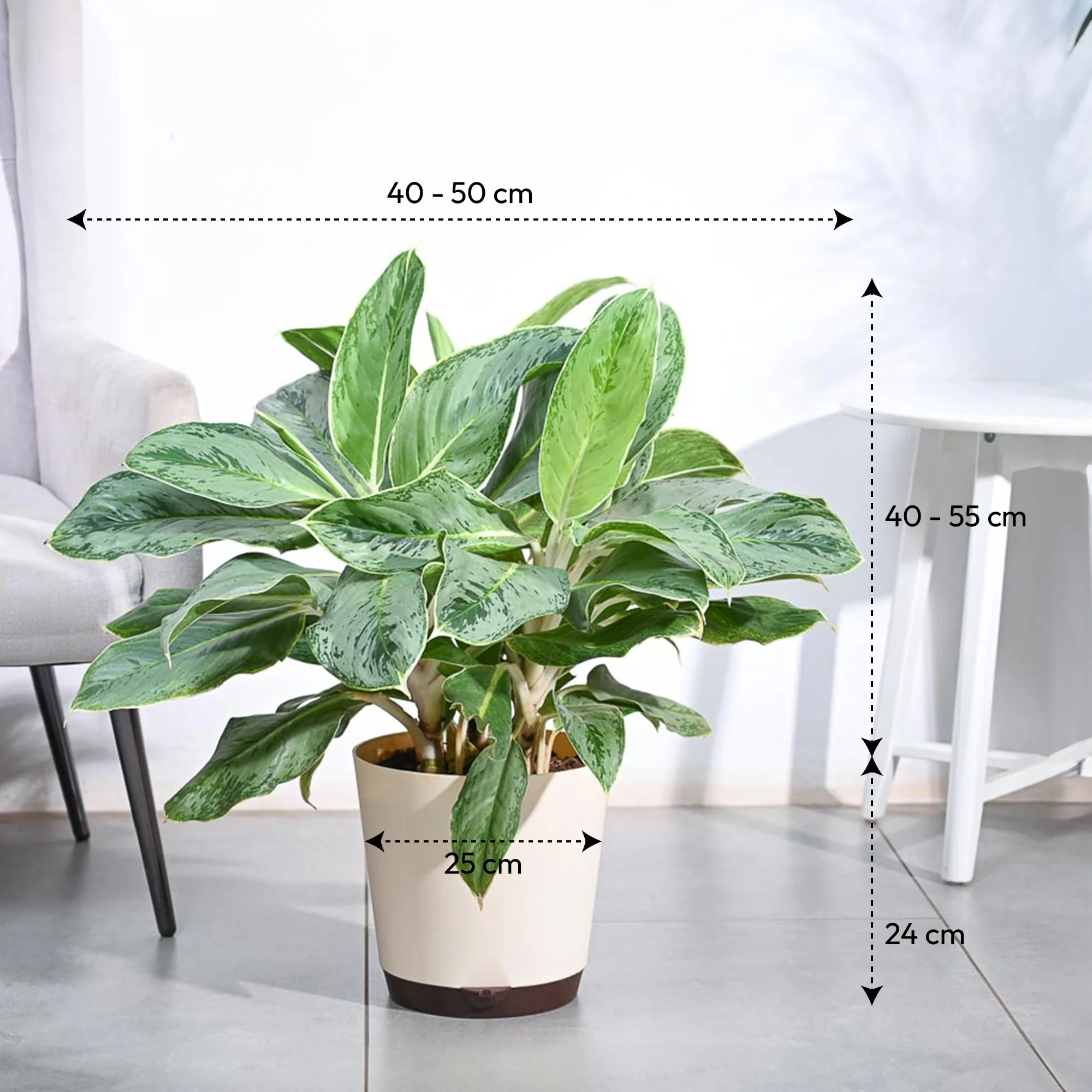 Aglaonema Ice Plant - XL - Image 6