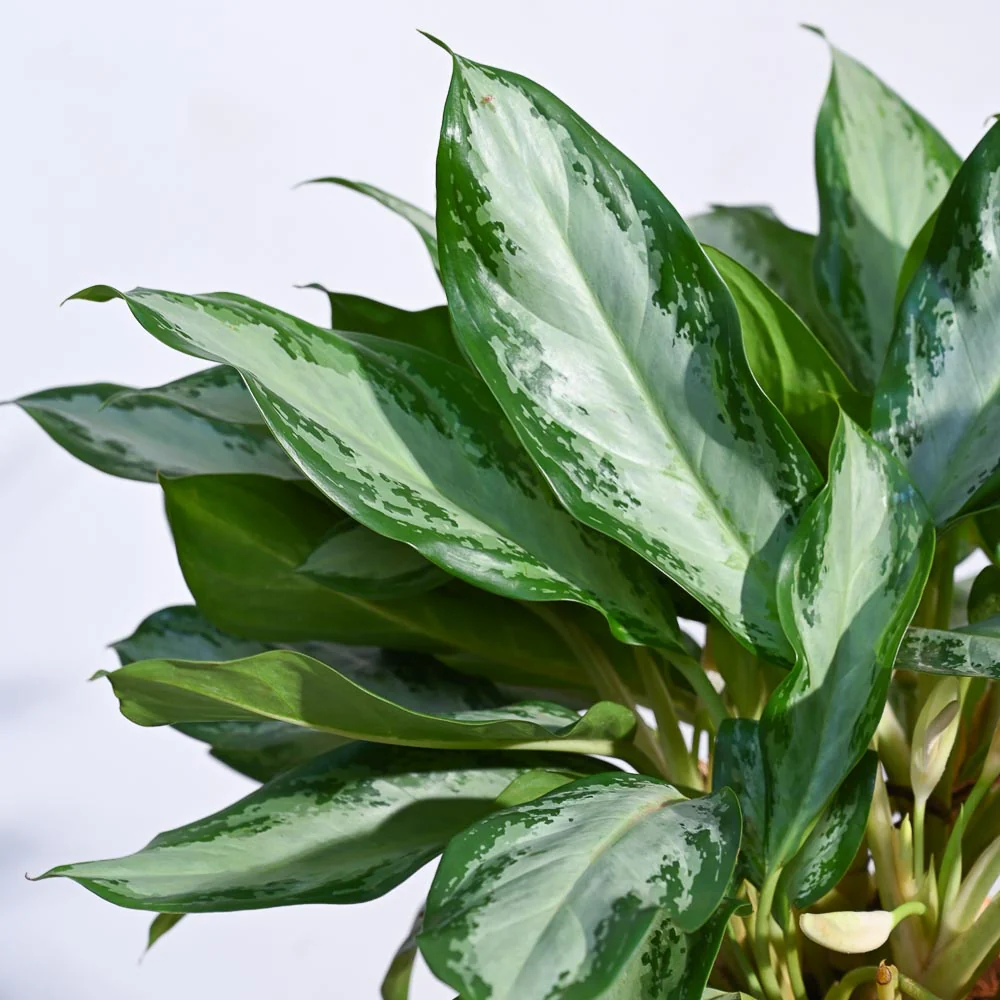 Aglaonema Manila Beauty - XL - Image 7