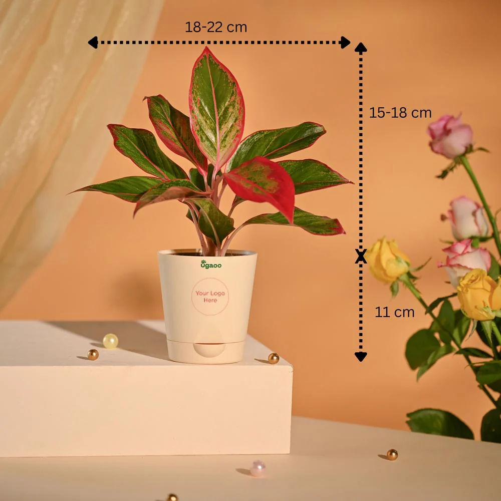 Aglaonema New Year Corporate Gifting Hamper - Image 9