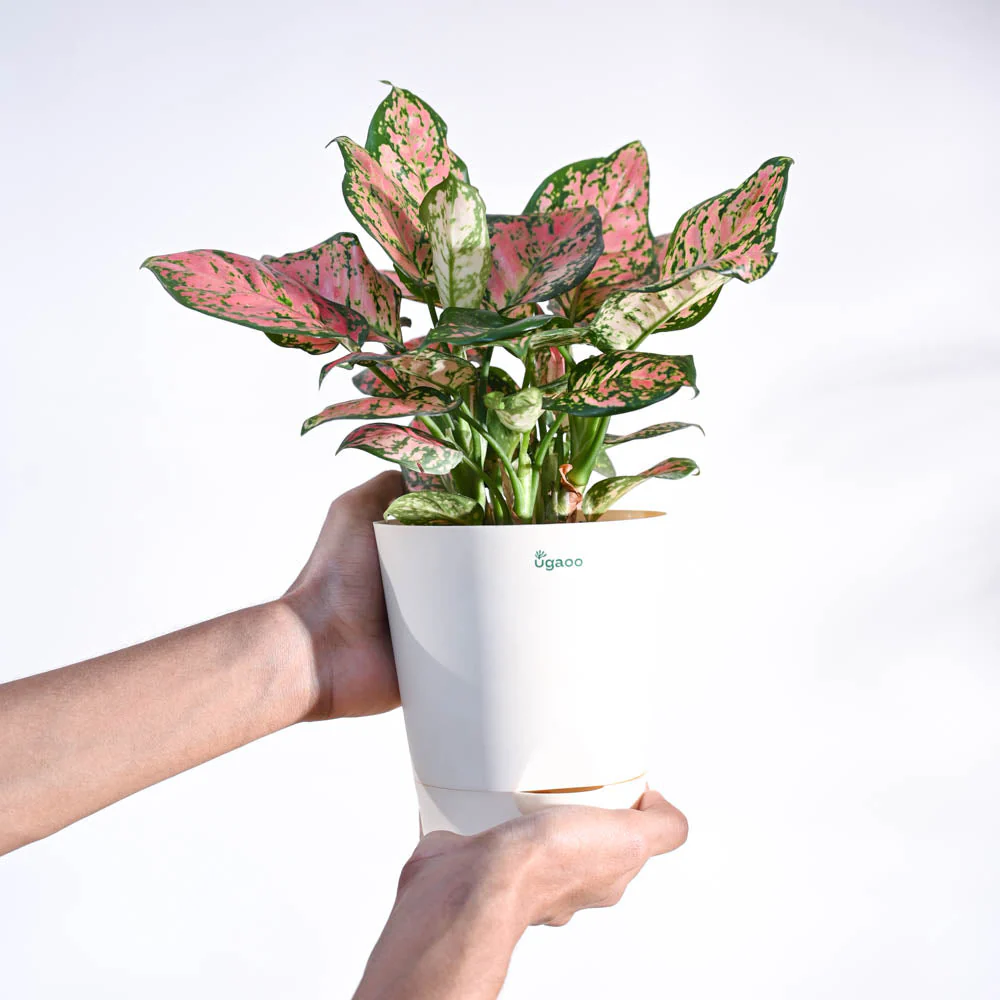 Aglaonema Pink Beauty Plant - Medium - Image 23