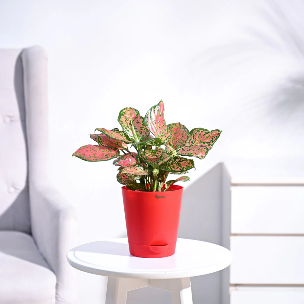 Aglaonema Pink Beauty Plant - Medium - Image 3