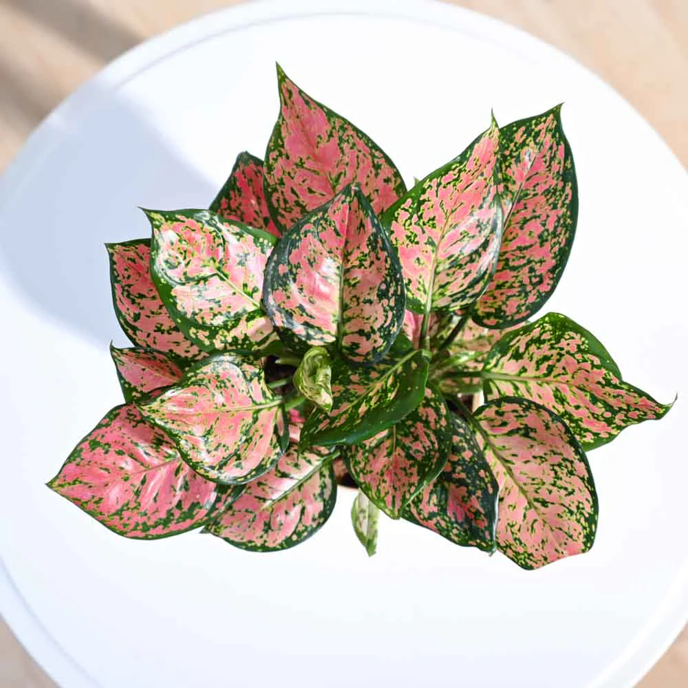 Aglaonema Pink Beauty Plant - Medium - Image 33