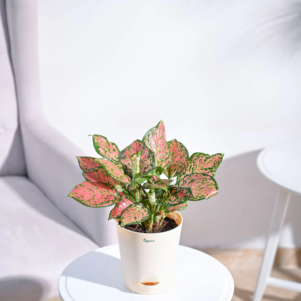 Aglaonema Pink Beauty Plant - Medium - Image 48