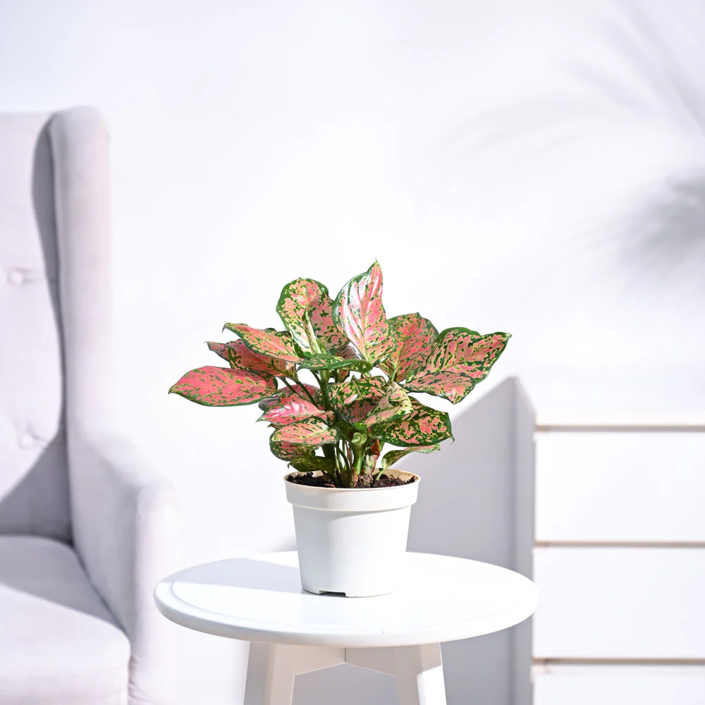 Aglaonema Pink Beauty Plant - Medium - Image 5