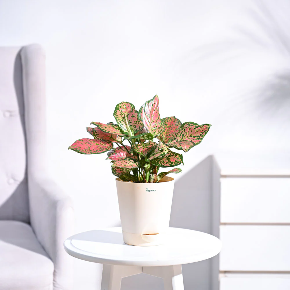 Aglaonema Pink Beauty Plant - Medium - Image 6