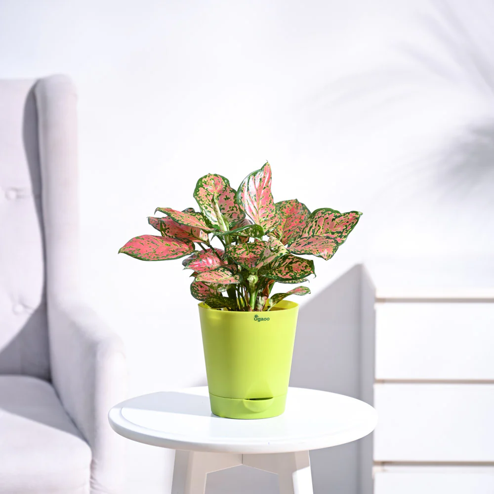 Aglaonema Pink Beauty Plant - Medium - Image 7