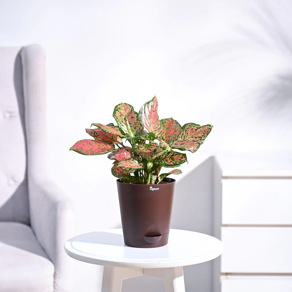 Aglaonema Pink Beauty Plant - Medium - Image 9