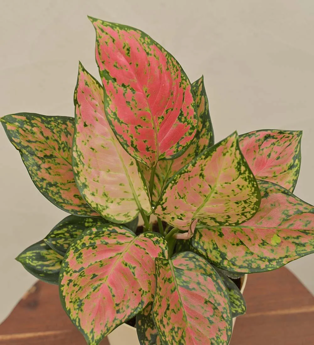 Aglaonema Pink Beauty Plant Gift Hamper - Image 3