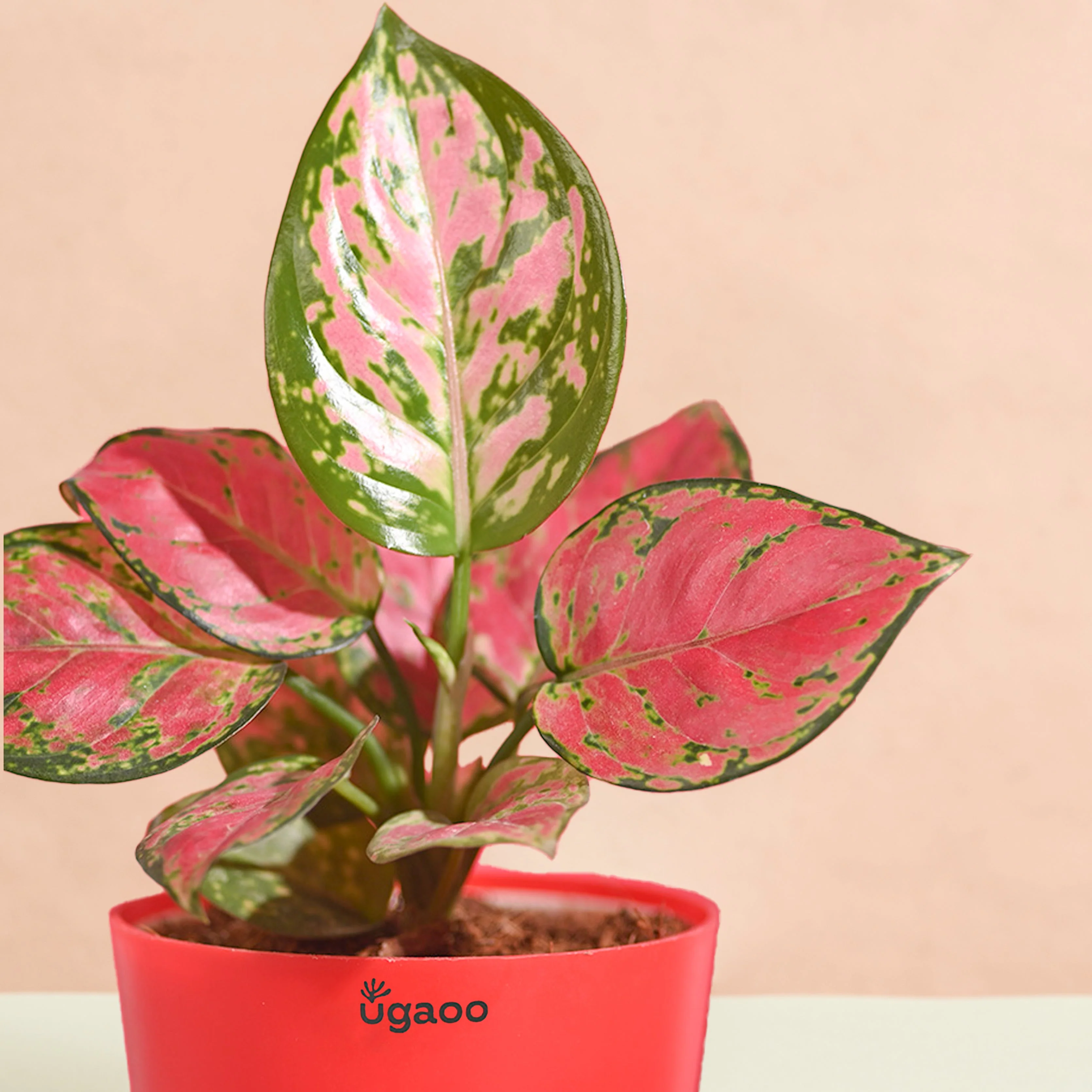 Aglaonema Pink Beauty Women's Day Gift - Image 4