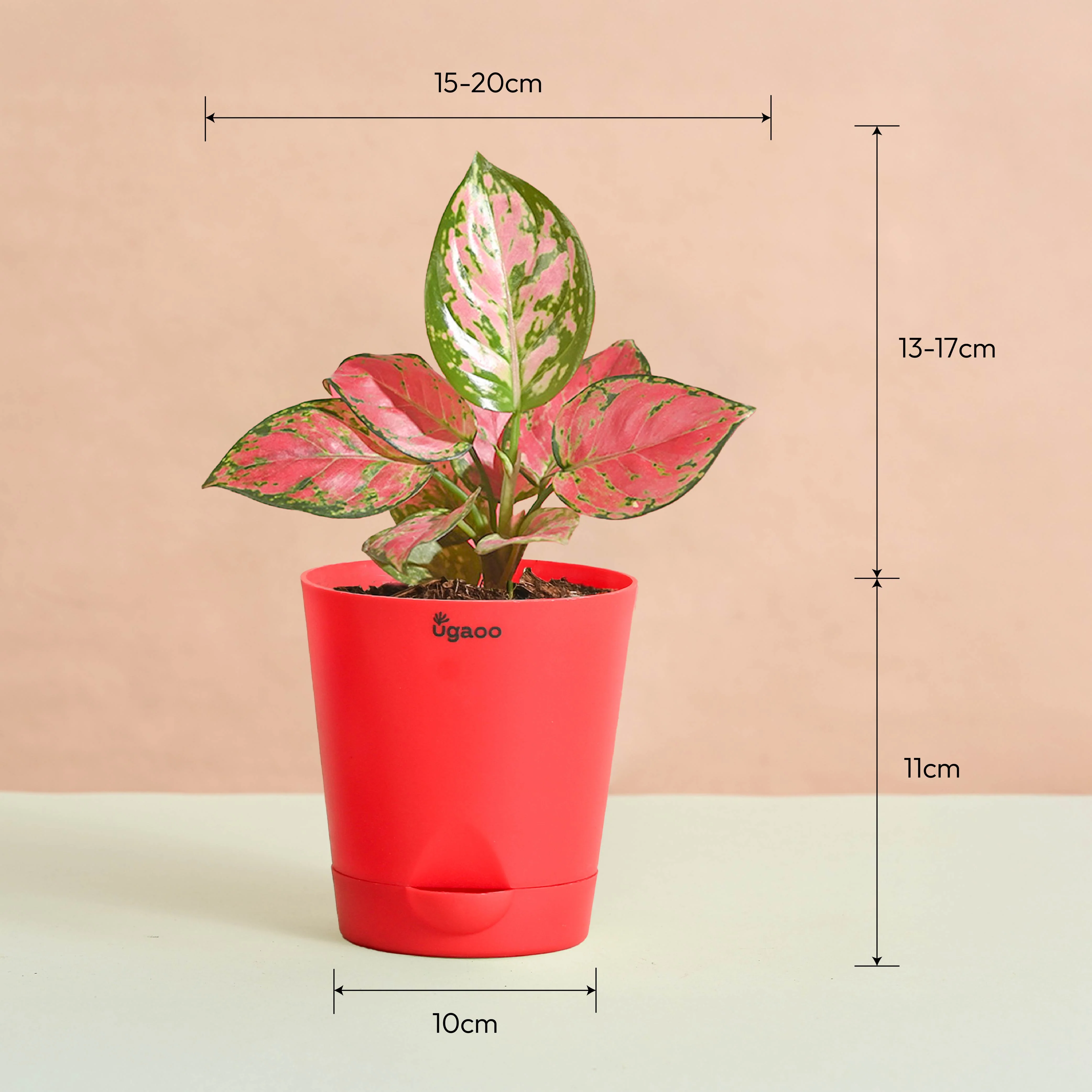 Aglaonema Pink Beauty Women's Day Gift - Image 5