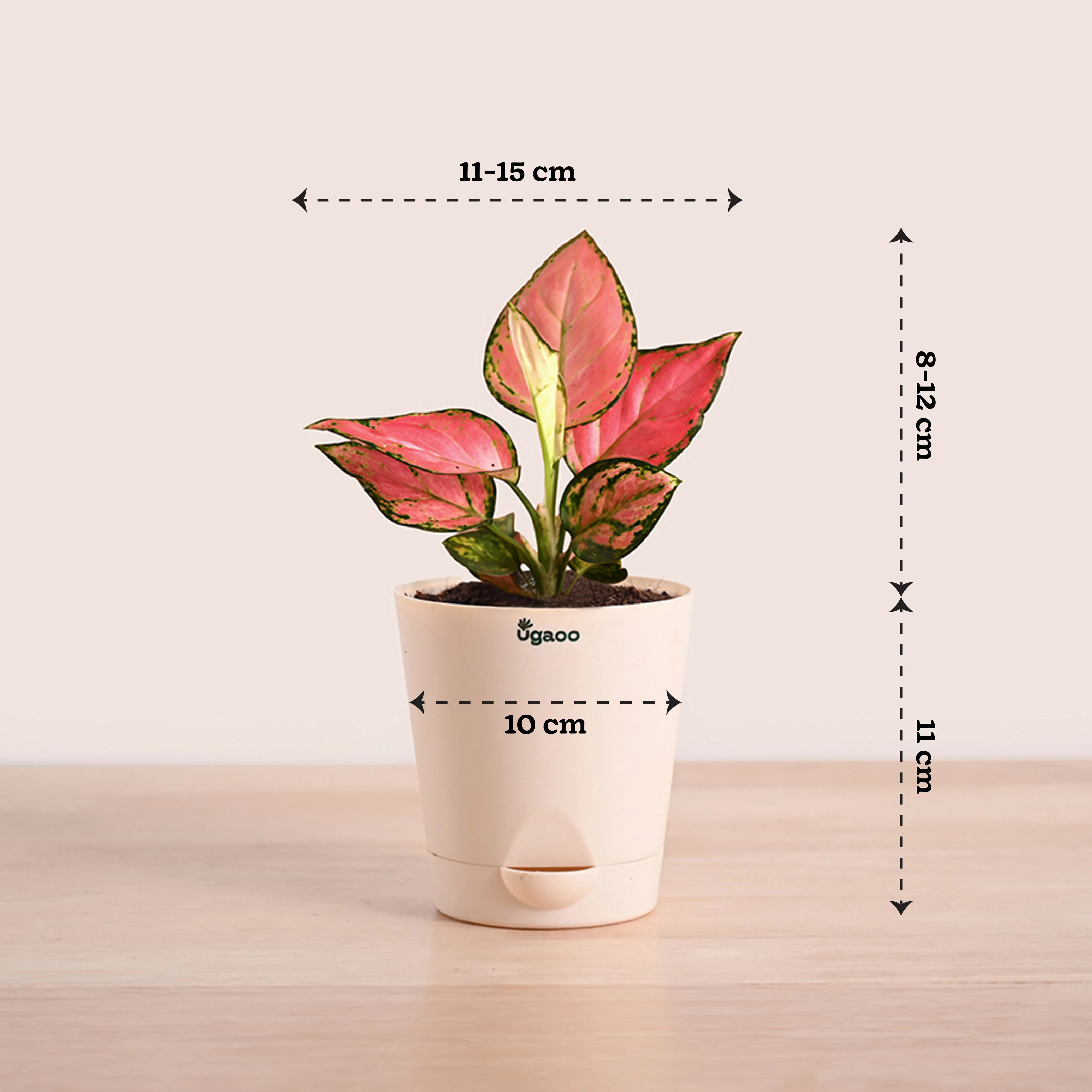 Aglaonema Pink Beauty Plant with Self-Watering Pot - Image 4