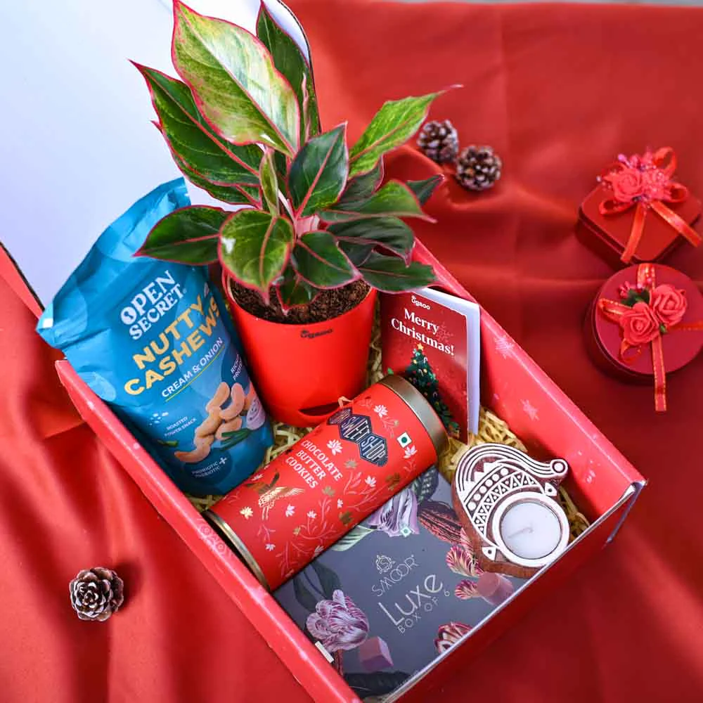 Aglaonema Plant Christmas Gift Hamper - Image 8