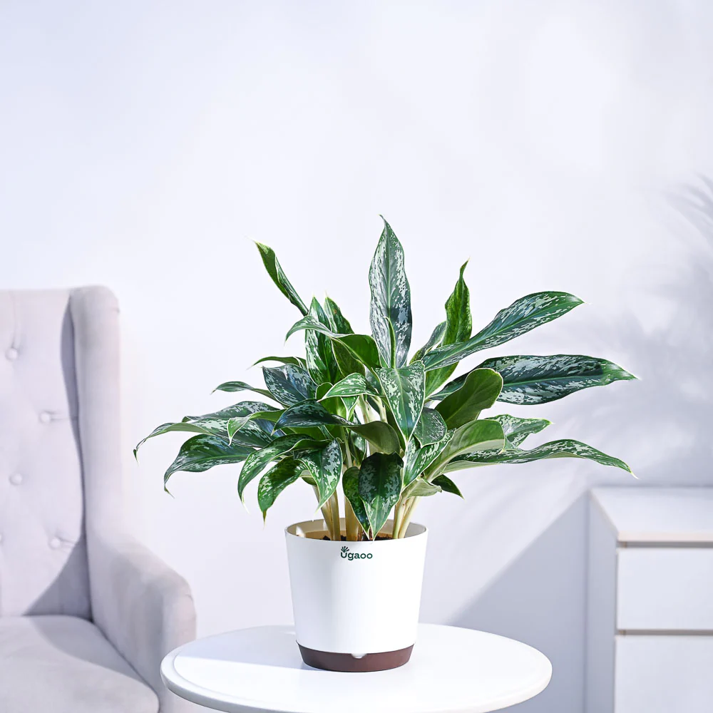 Aglaonema Queen Plant - Image 12