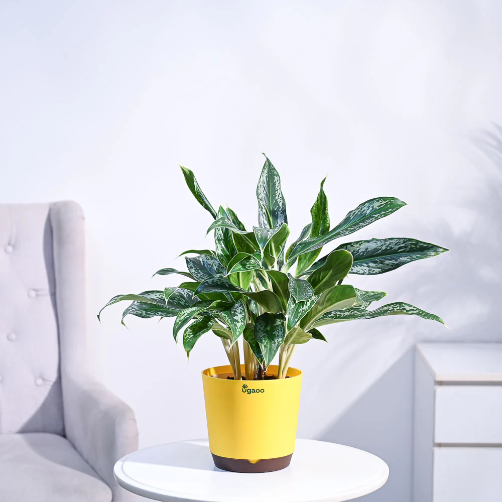 Aglaonema Queen Plant - Image 17