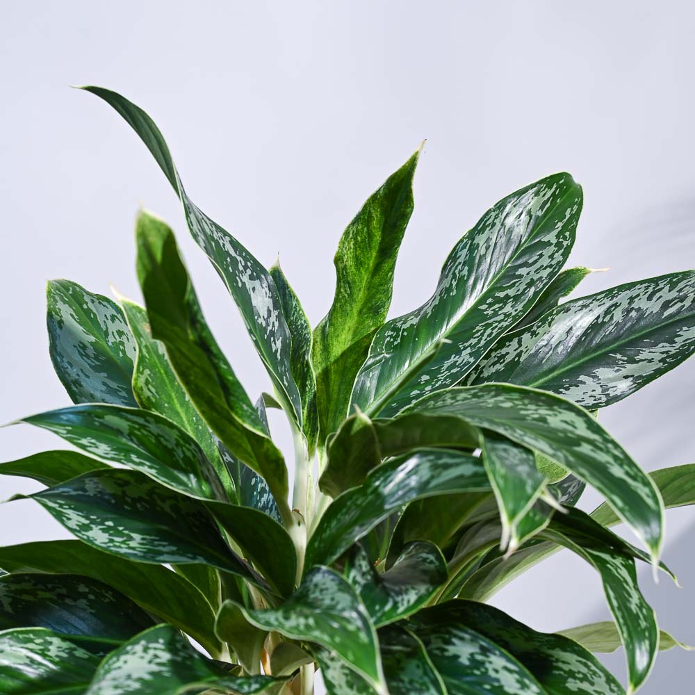 Aglaonema Queen Plant - Image 18