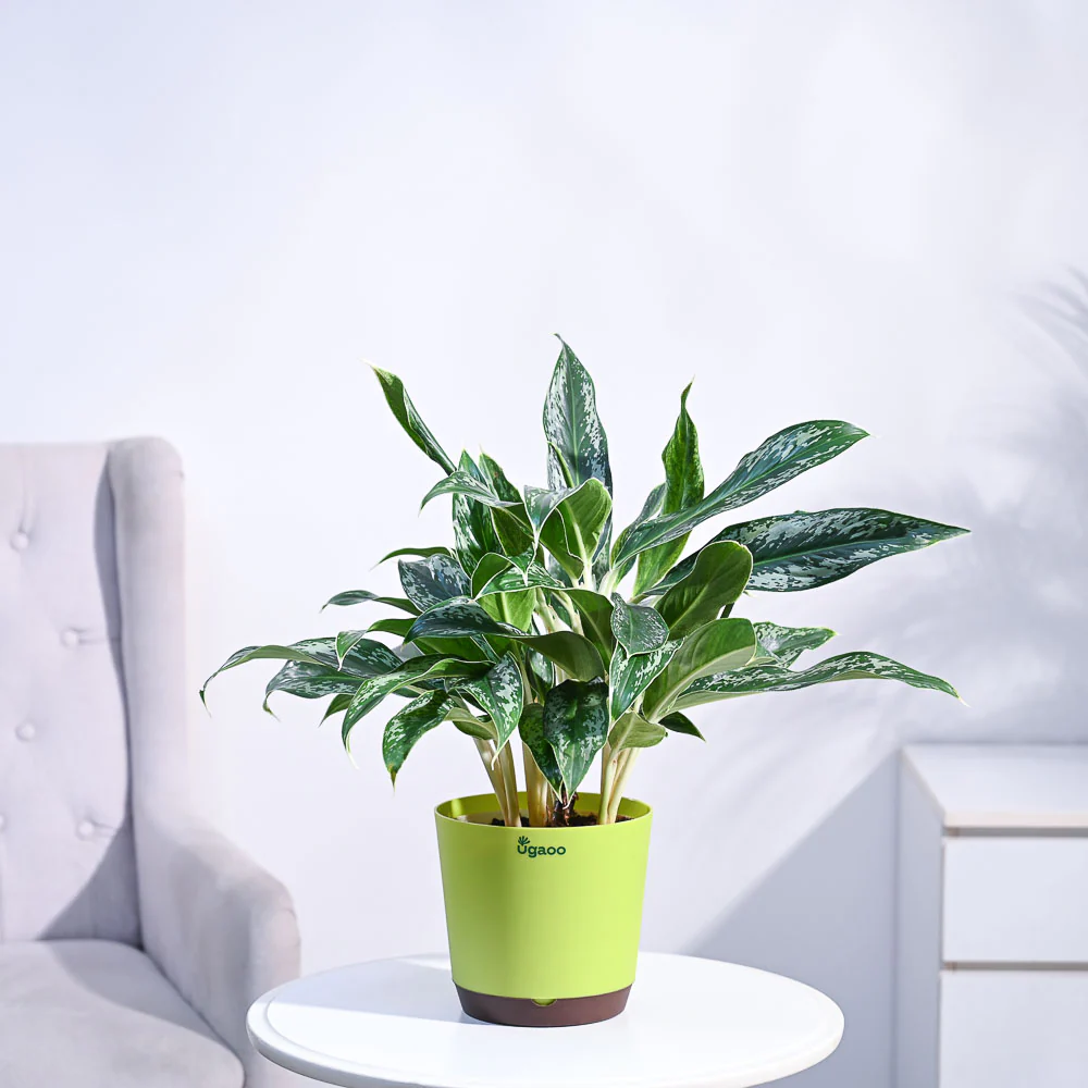 Aglaonema Queen Plant - Image 22