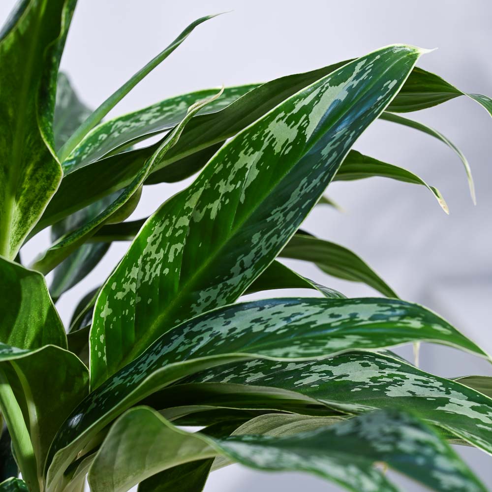 Aglaonema Queen Plant - Image 26