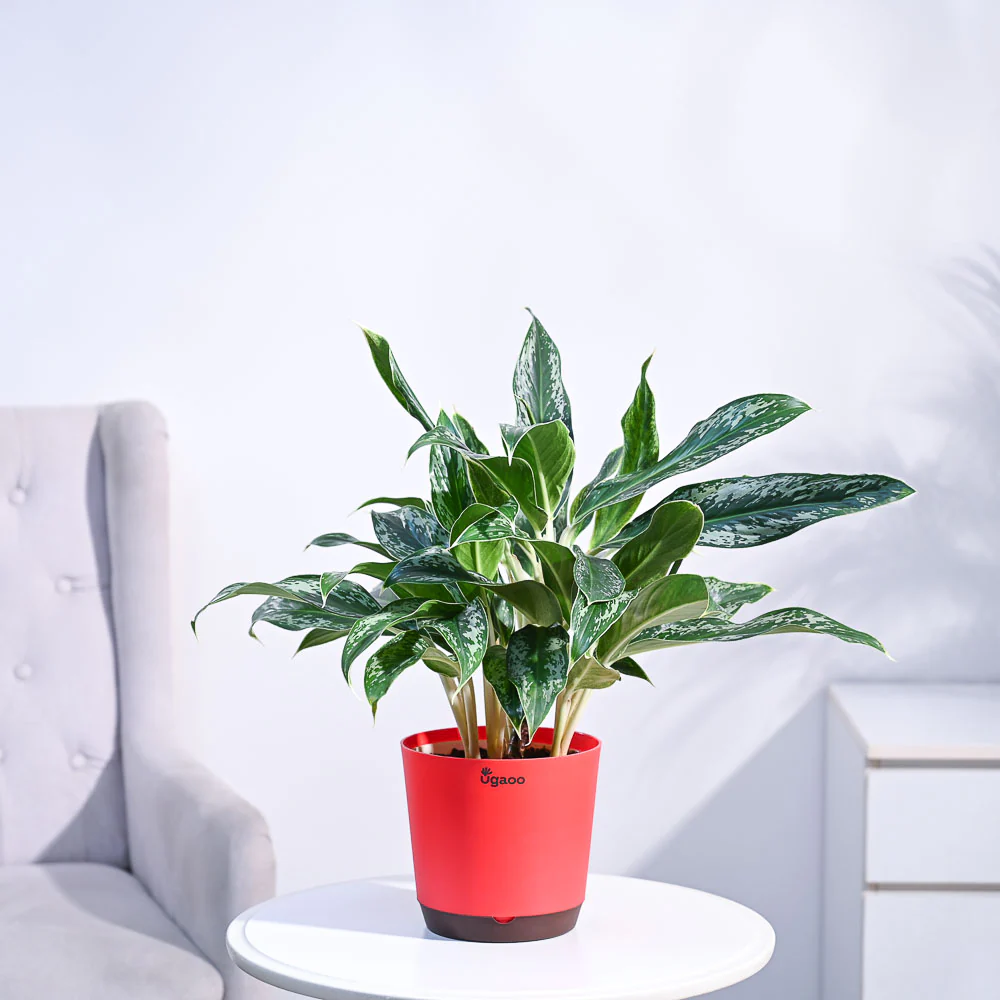 Aglaonema Queen Plant - Image 27