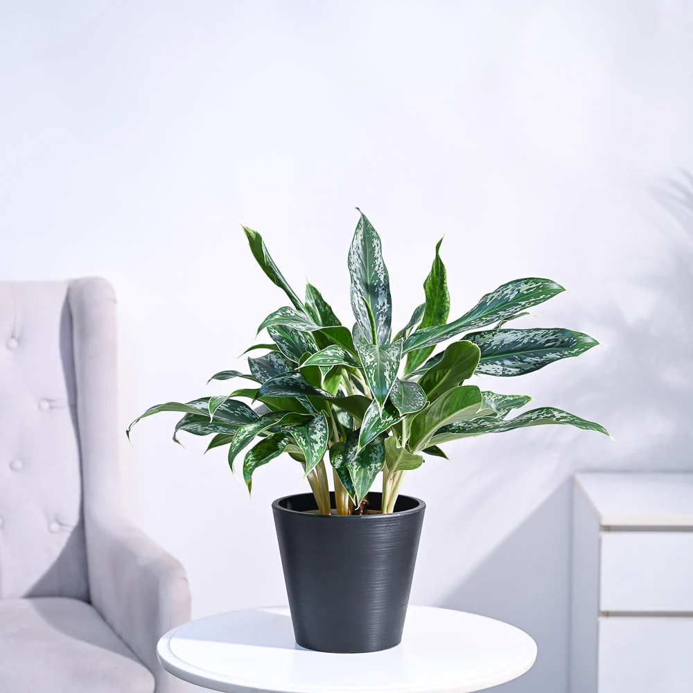 Aglaonema Queen Plant - Image 46