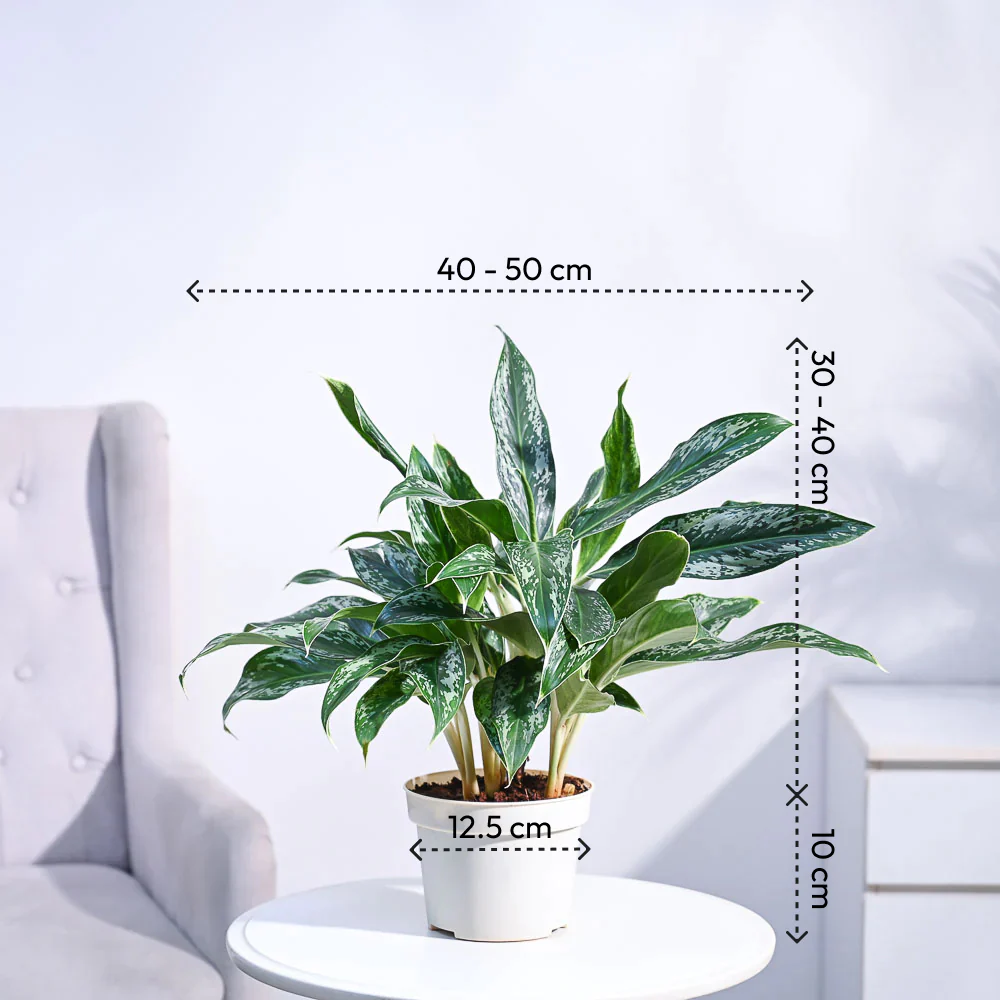 Aglaonema Queen Plant - Image 47