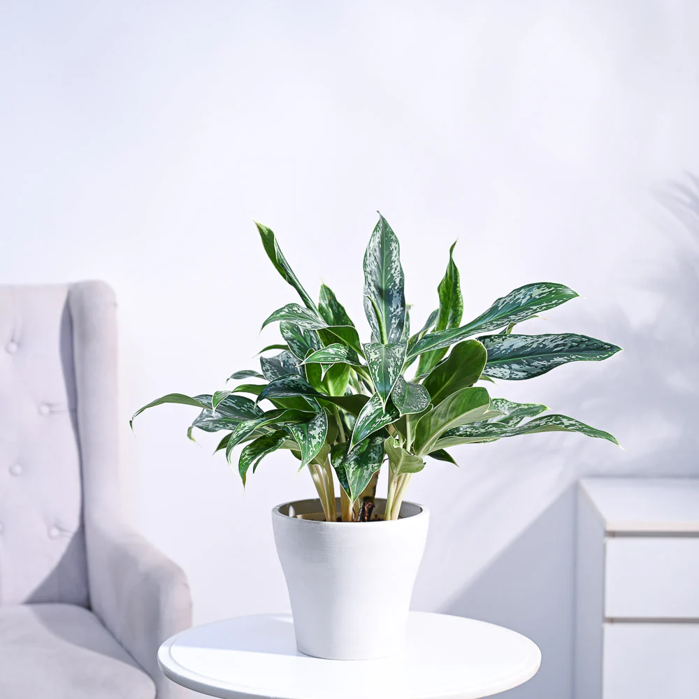 Aglaonema Queen Plant - Image 52