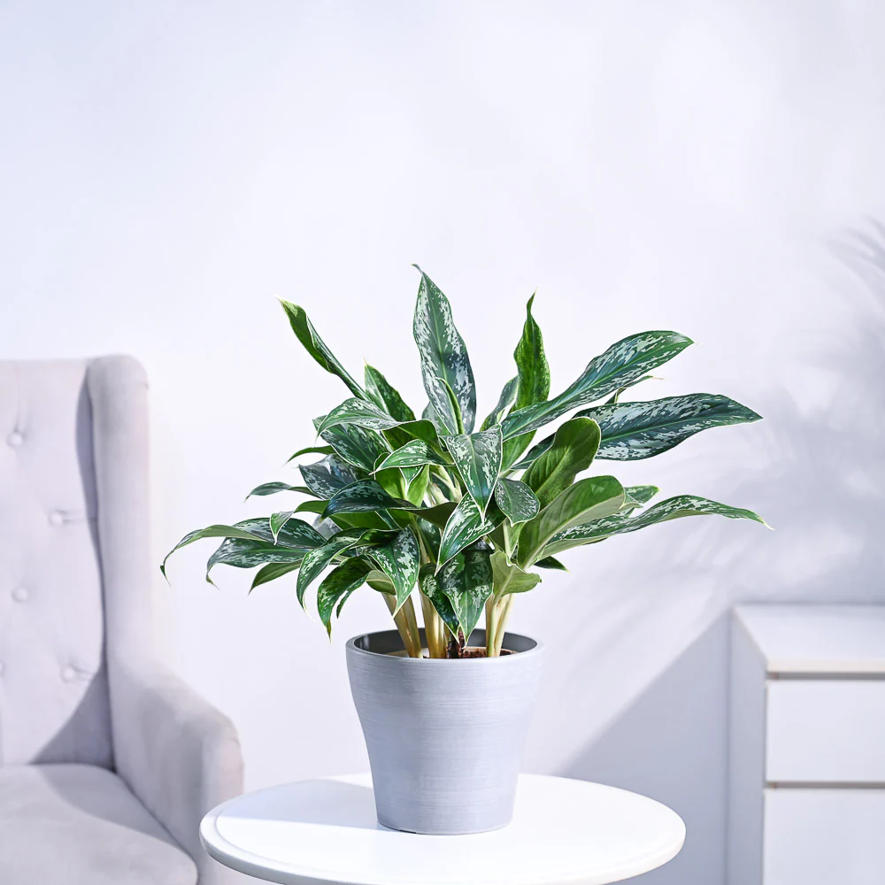 Aglaonema Queen Plant - Image 57