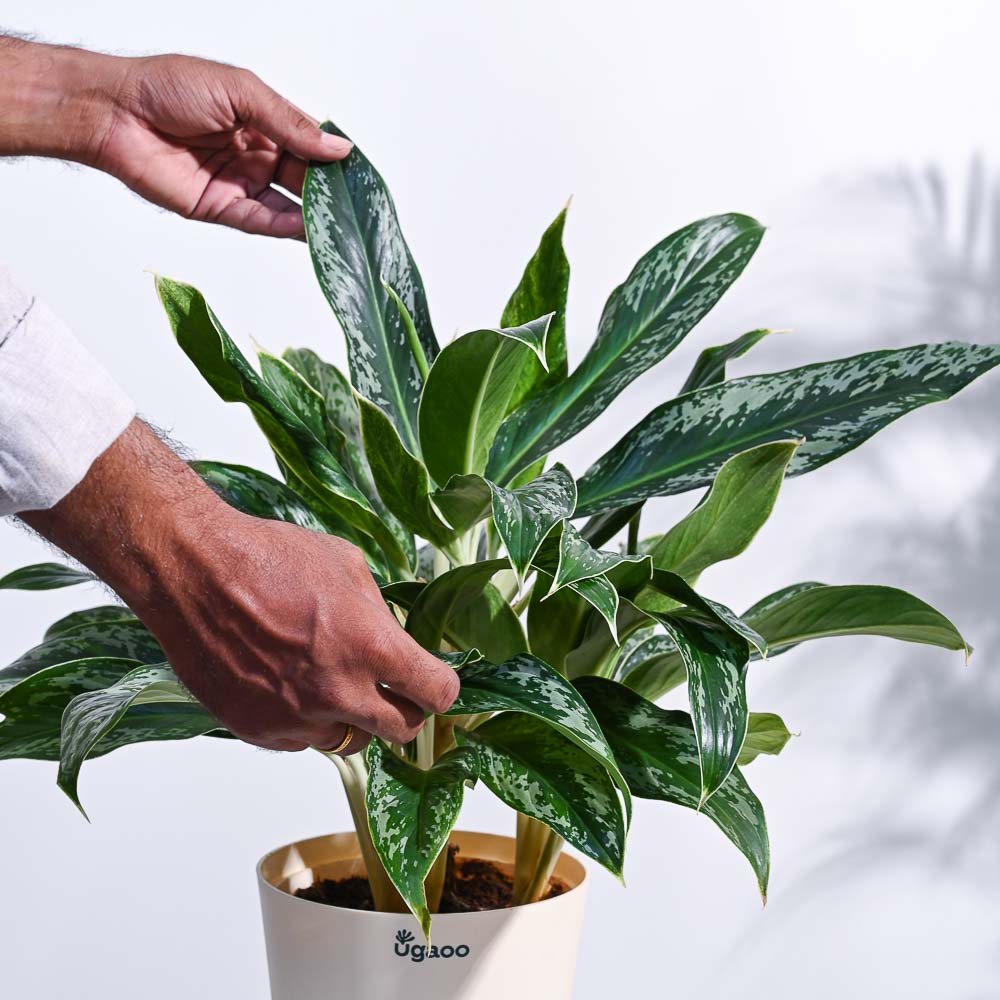 Aglaonema Queen Plant - Image 9