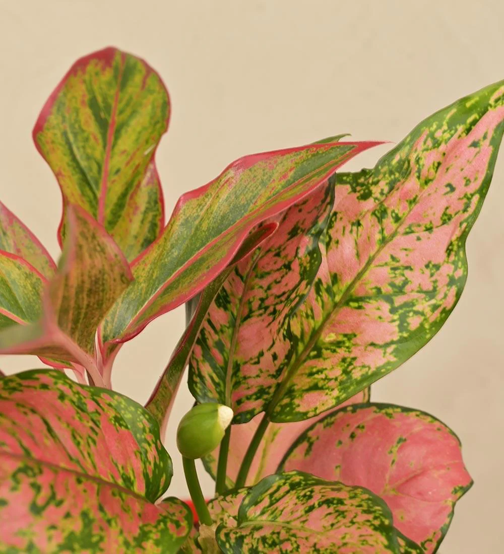 Aglaonema Red and Aglaonema Pink Beauty Plant Bouquet - Image 3