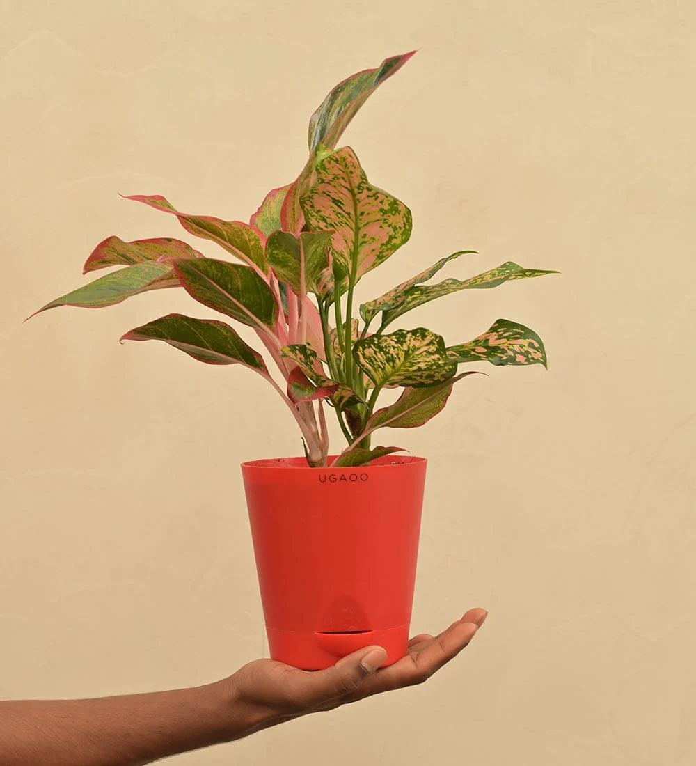 Aglaonema Red and Aglaonema Pink Beauty Plant Bouquet - Image 4