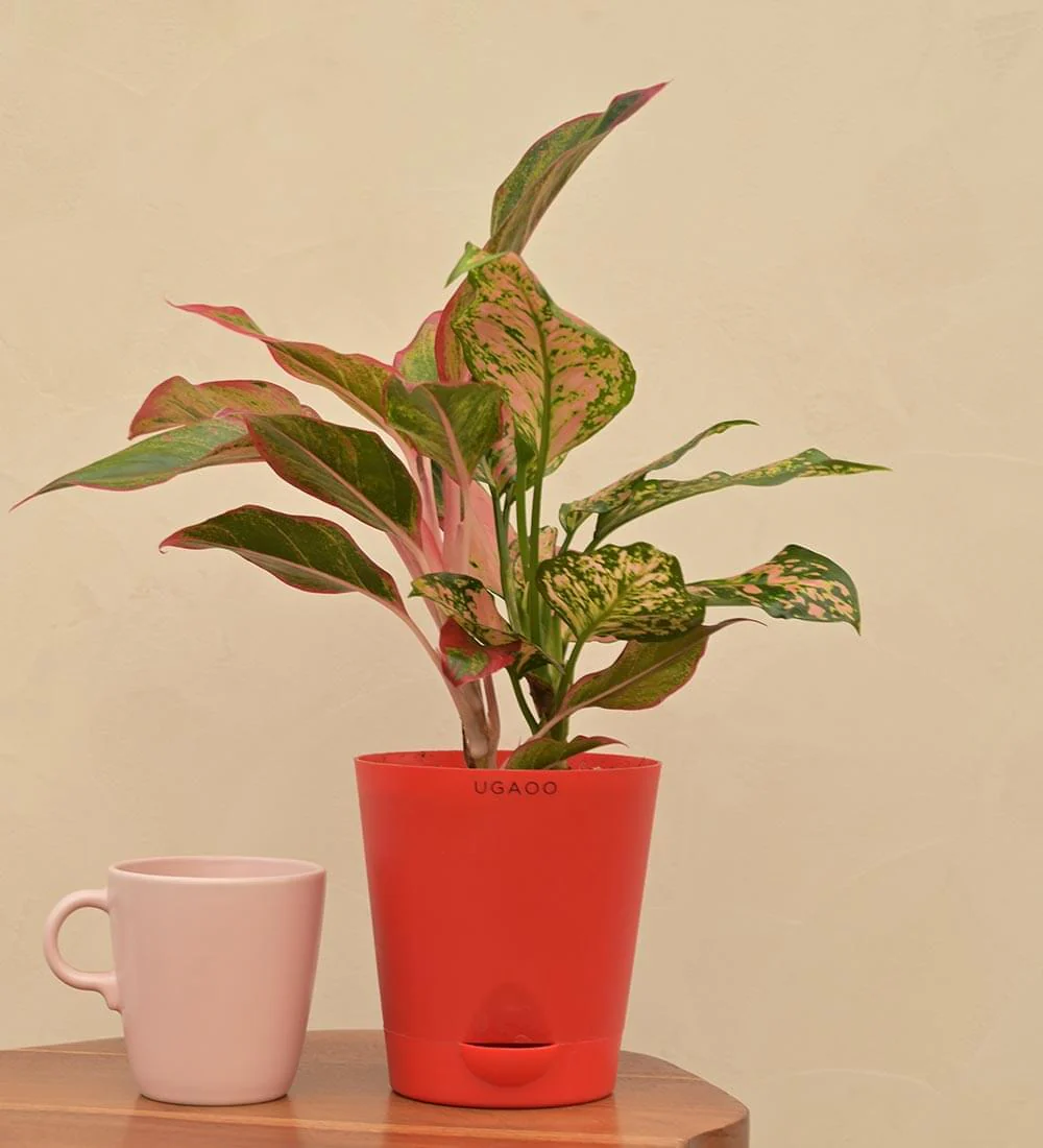 Aglaonema Red and Aglaonema Pink Beauty Plant Bouquet - Image 5