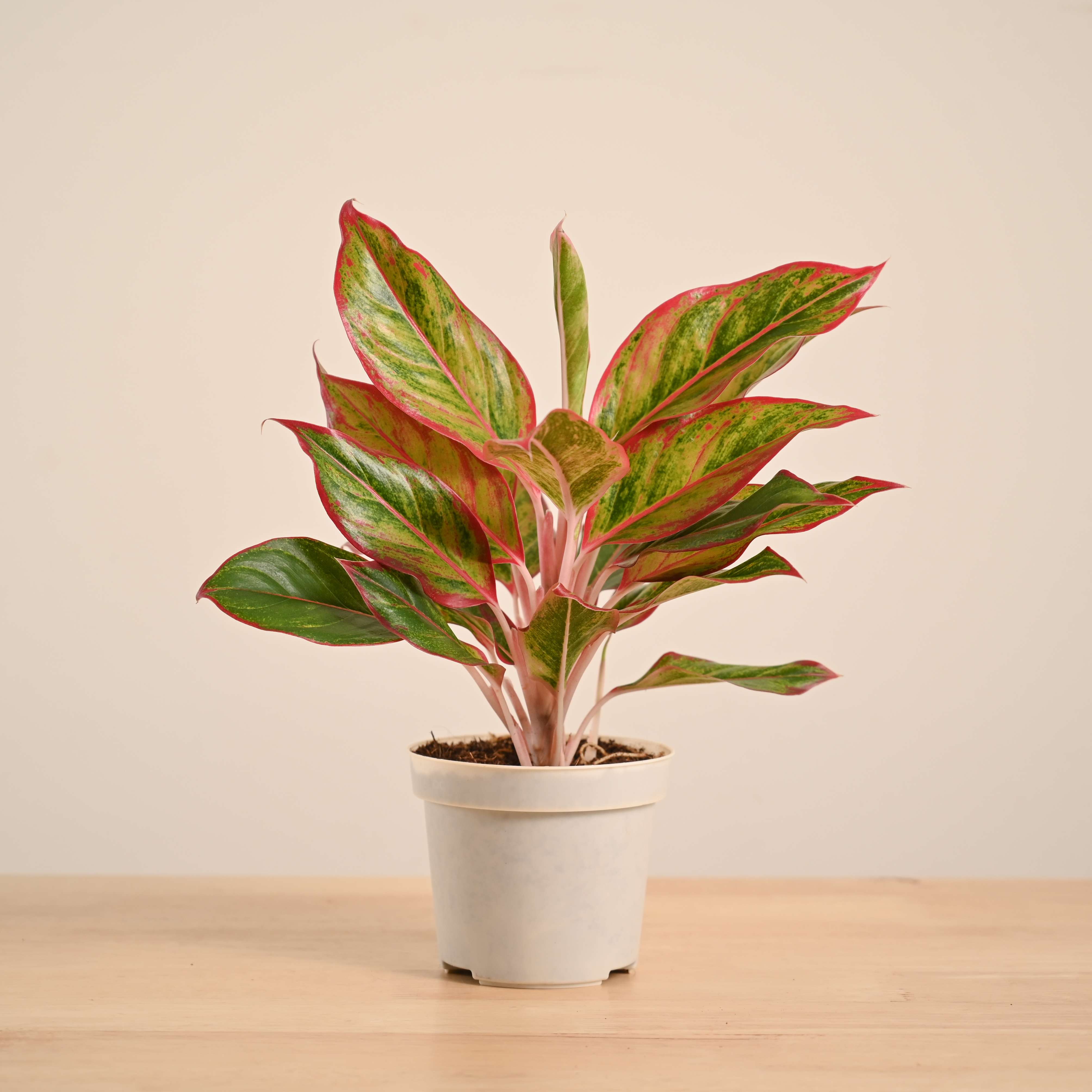 Aglaonema Red Plant - Image 50