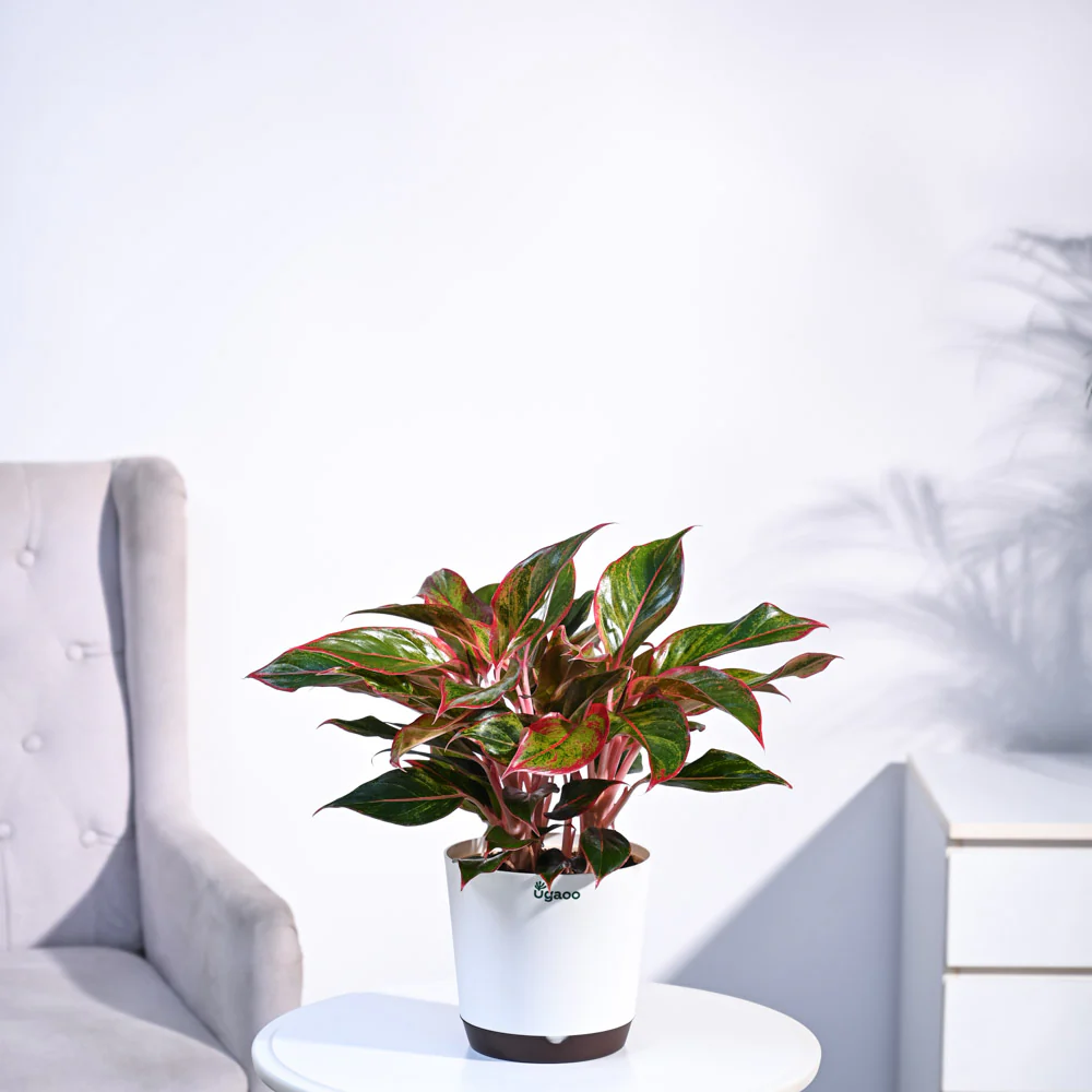 Aglaonema Red Plant - Image 10