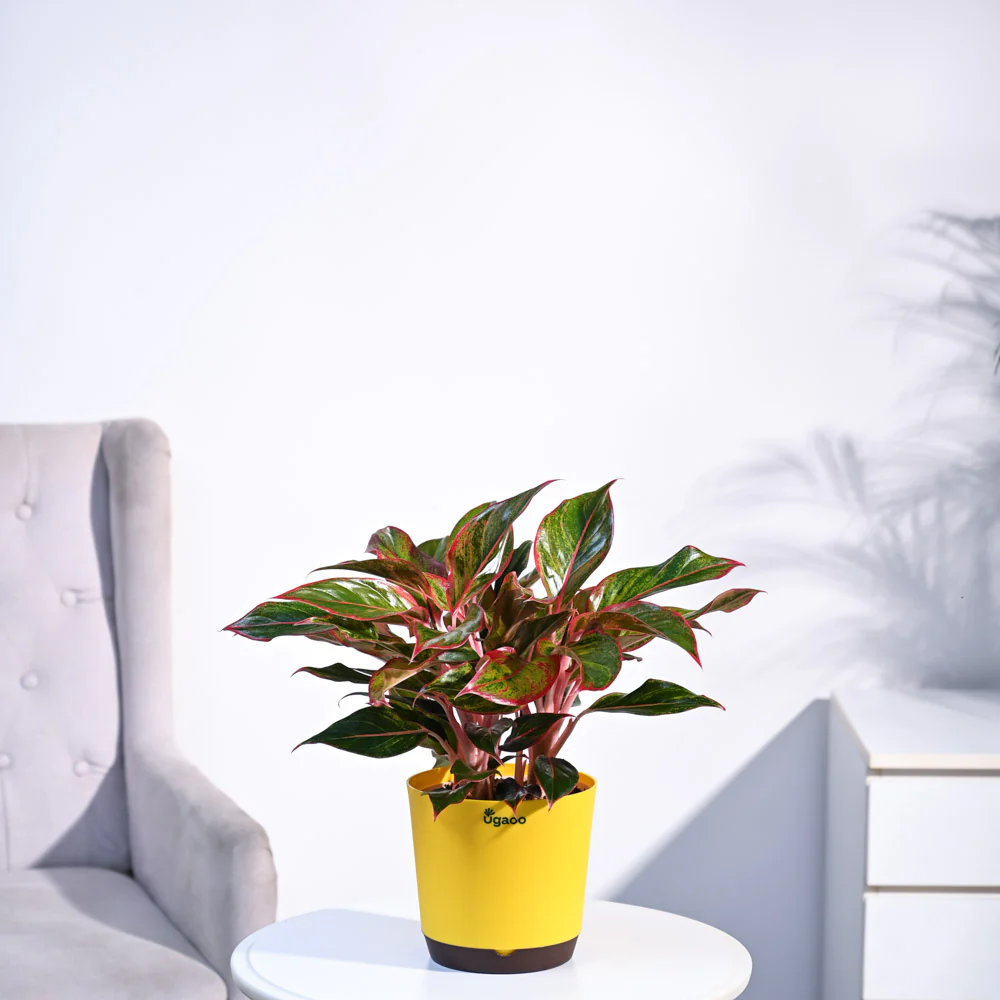Aglaonema Red Plant - Image 14