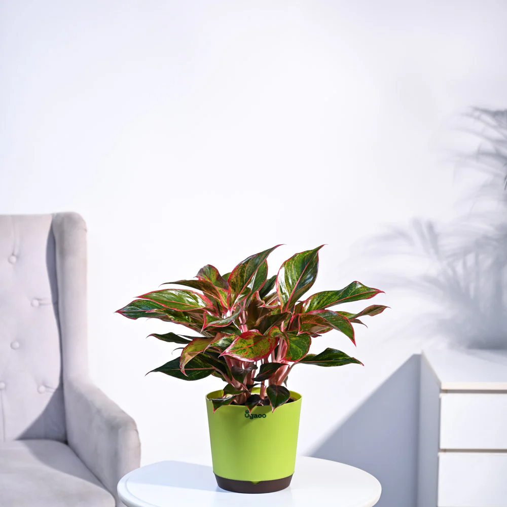 Aglaonema Red Plant - Image 18