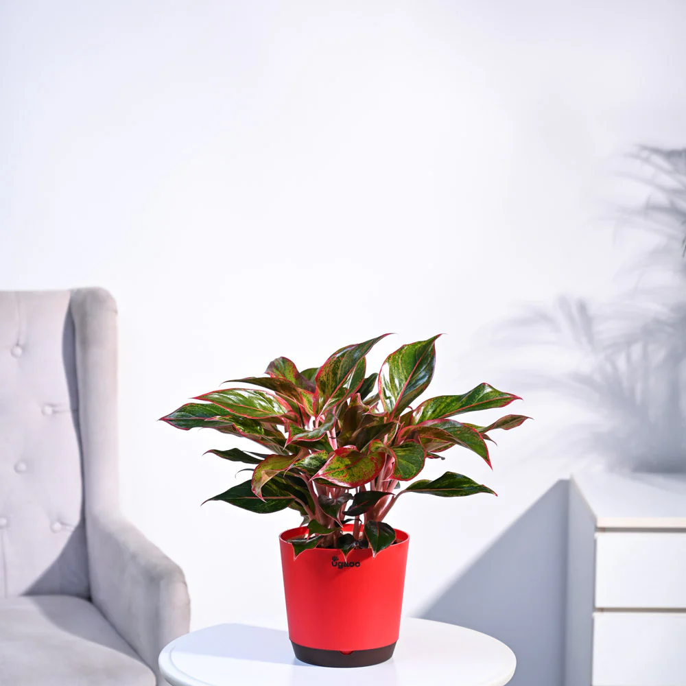 Aglaonema Red Plant - Image 22