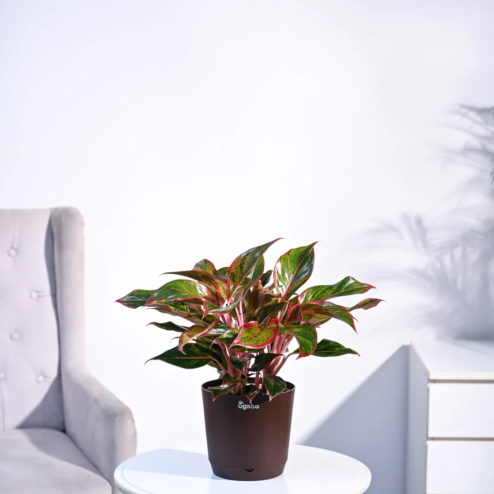 Aglaonema Red Plant - Image 26