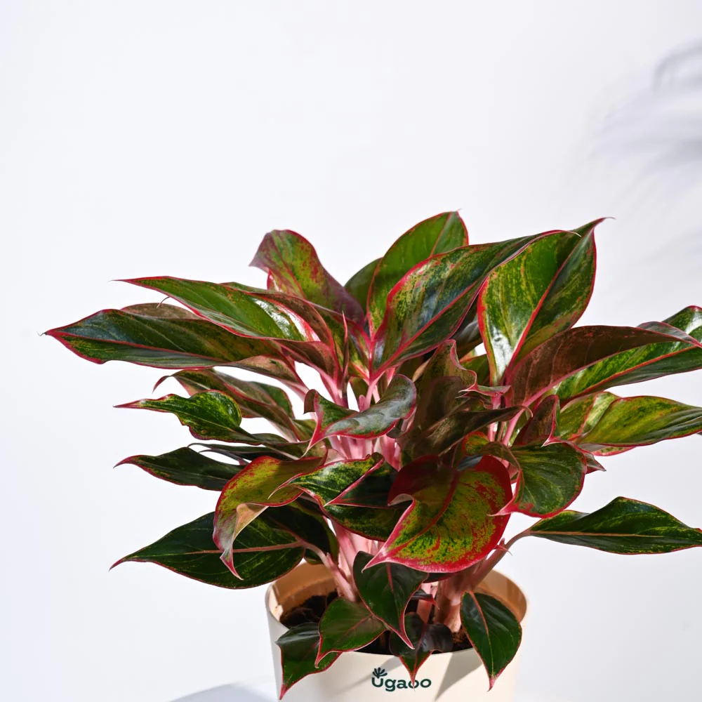 Aglaonema Red Plant - Image 28