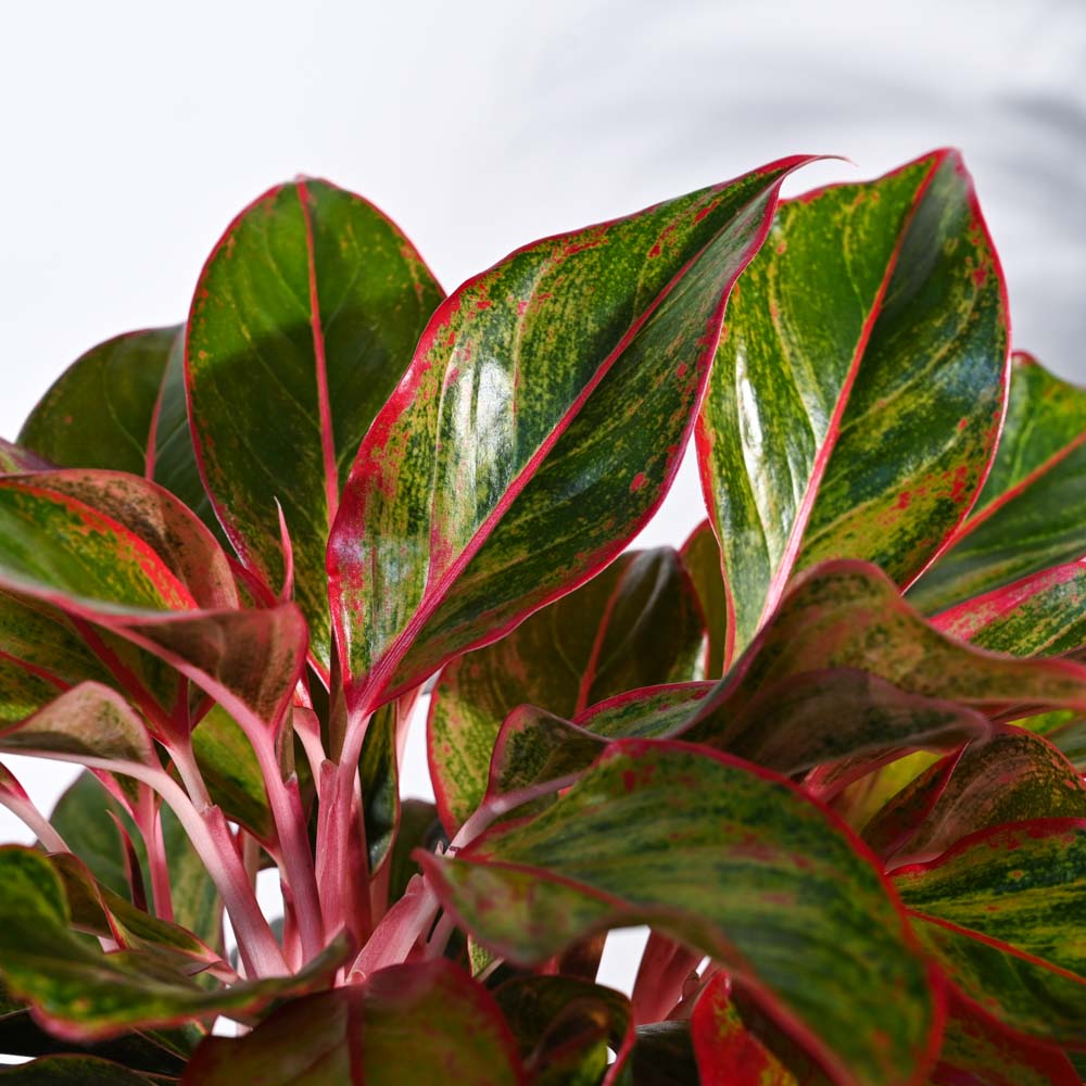 Aglaonema Red Plant - Image 3