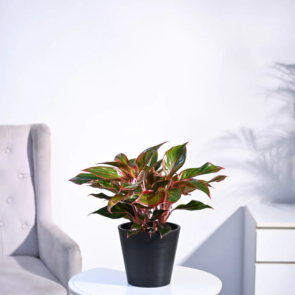 Aglaonema Red Plant - Image 36