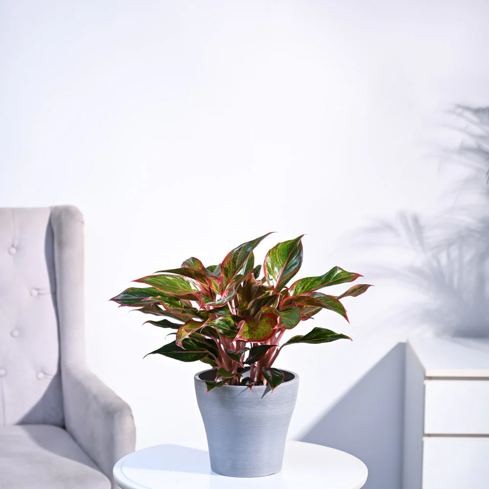 Aglaonema Red Plant - Image 40