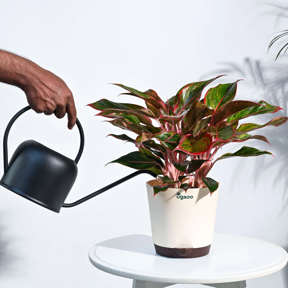 Aglaonema Red Plant - Image 43